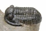 Pustulous Morocops Spinifer Trilobite With Two Gerastos #230505-8